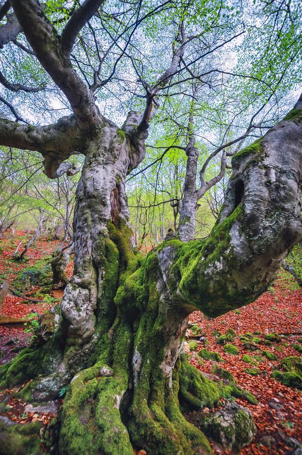 Casa Rural Aguas Frias I La Omañuela Dış mekan fotoğraf